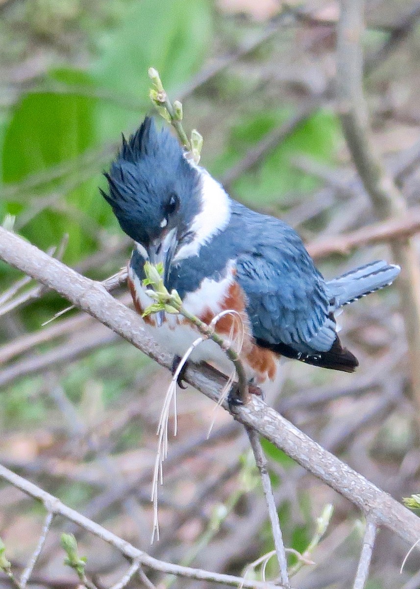 Belted Kingfisher - Rick&Peggy Price