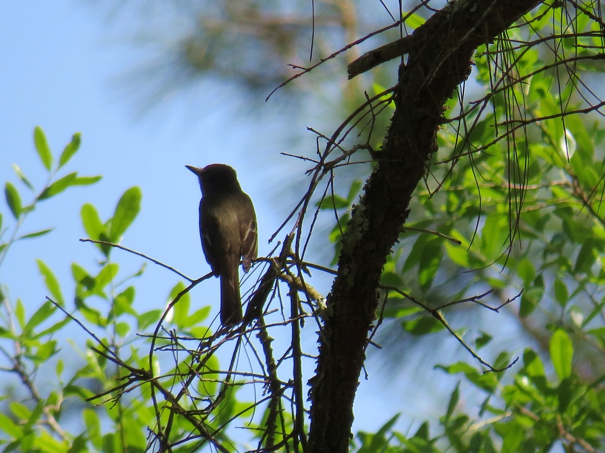 Great Crested Flycatcher - Ron Furnish