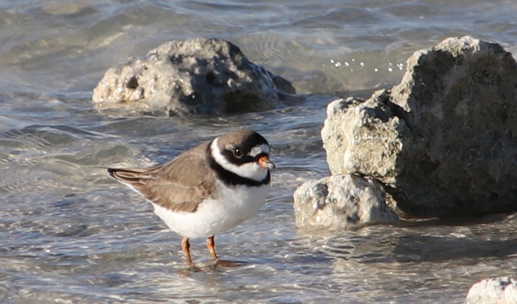 Semipalmated Plover - ML95058231