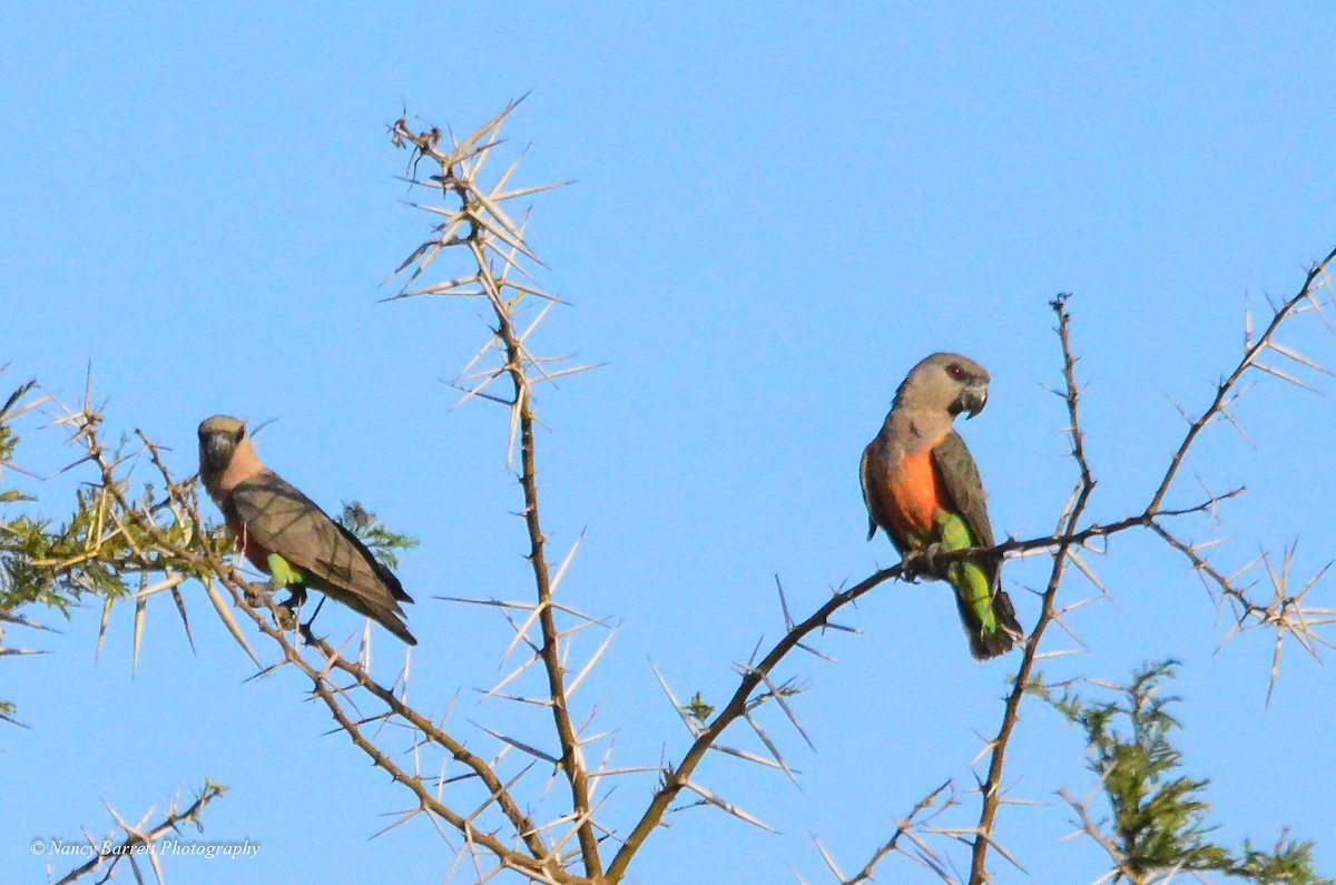 Red-bellied Parrot - ML95059851