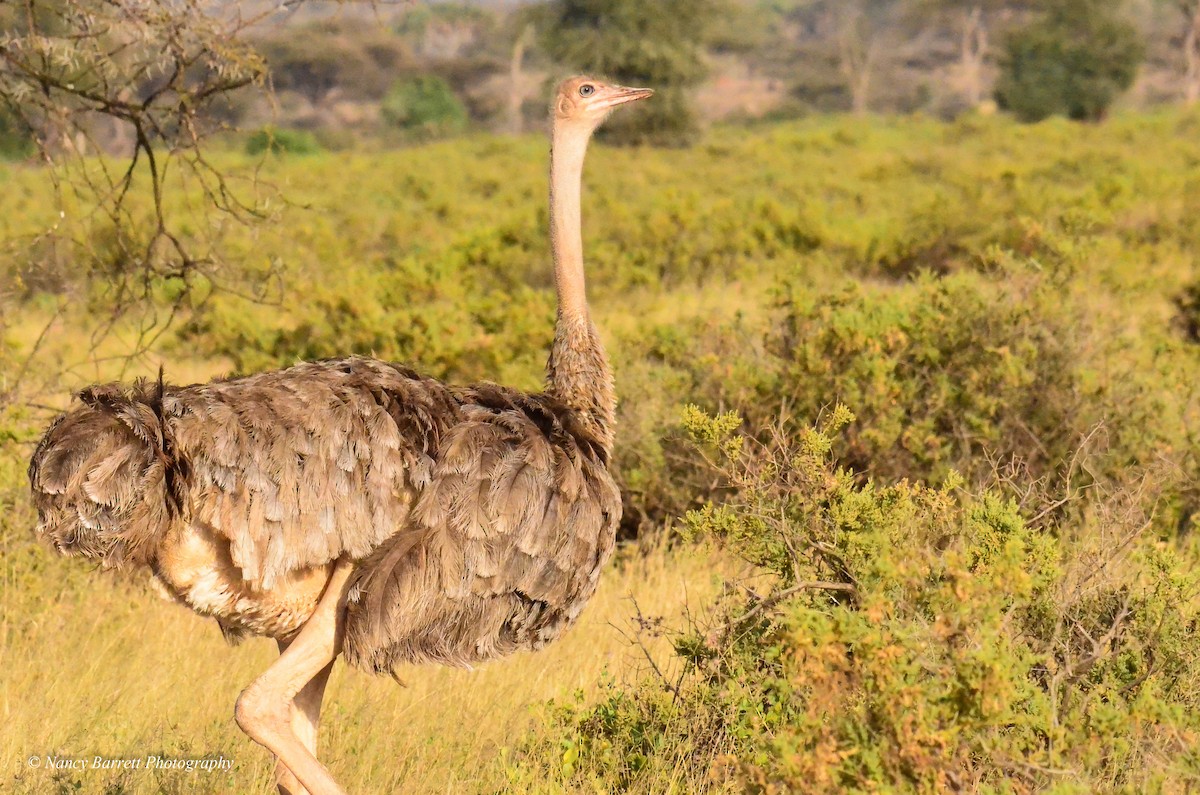 Somali Ostrich - ML95060491
