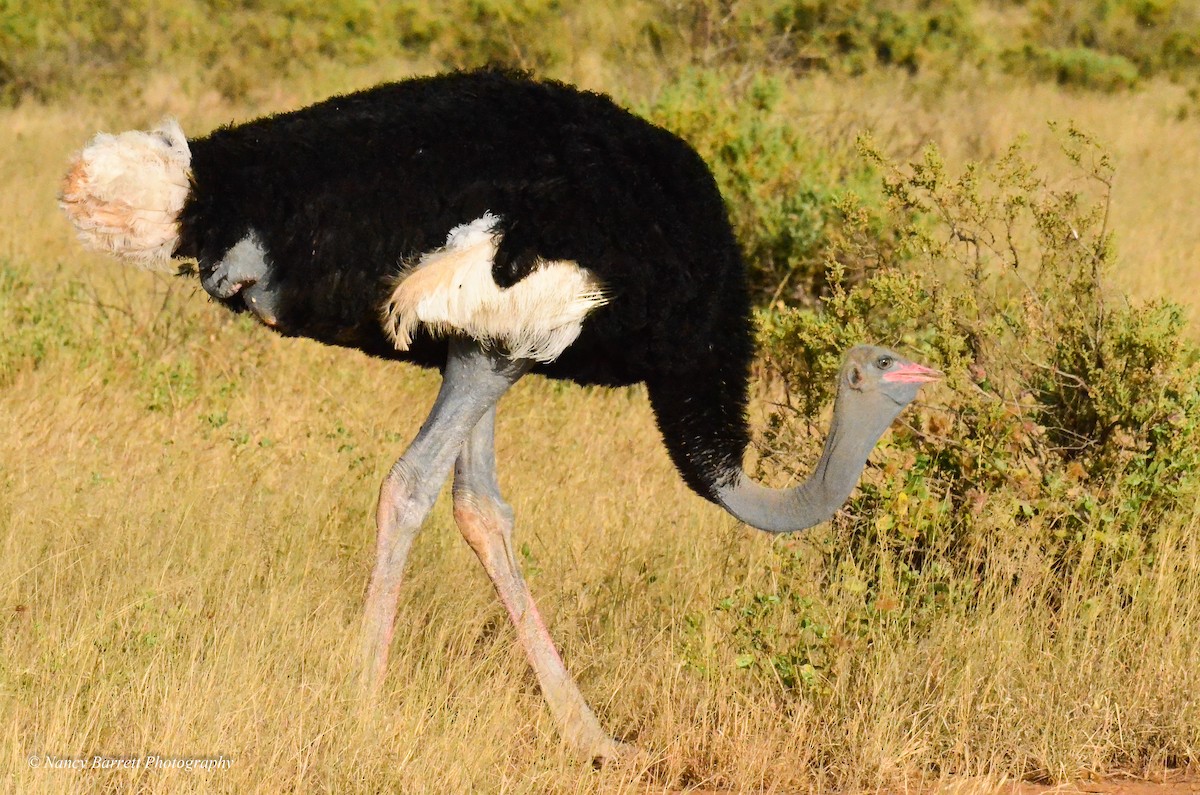 Somali Ostrich - ML95060511
