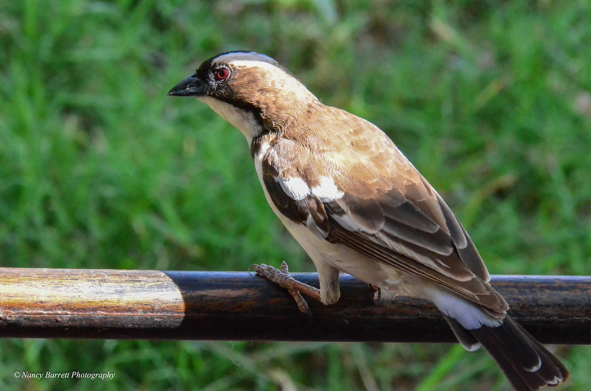 White-browed Sparrow-Weaver - Nancy Barrett
