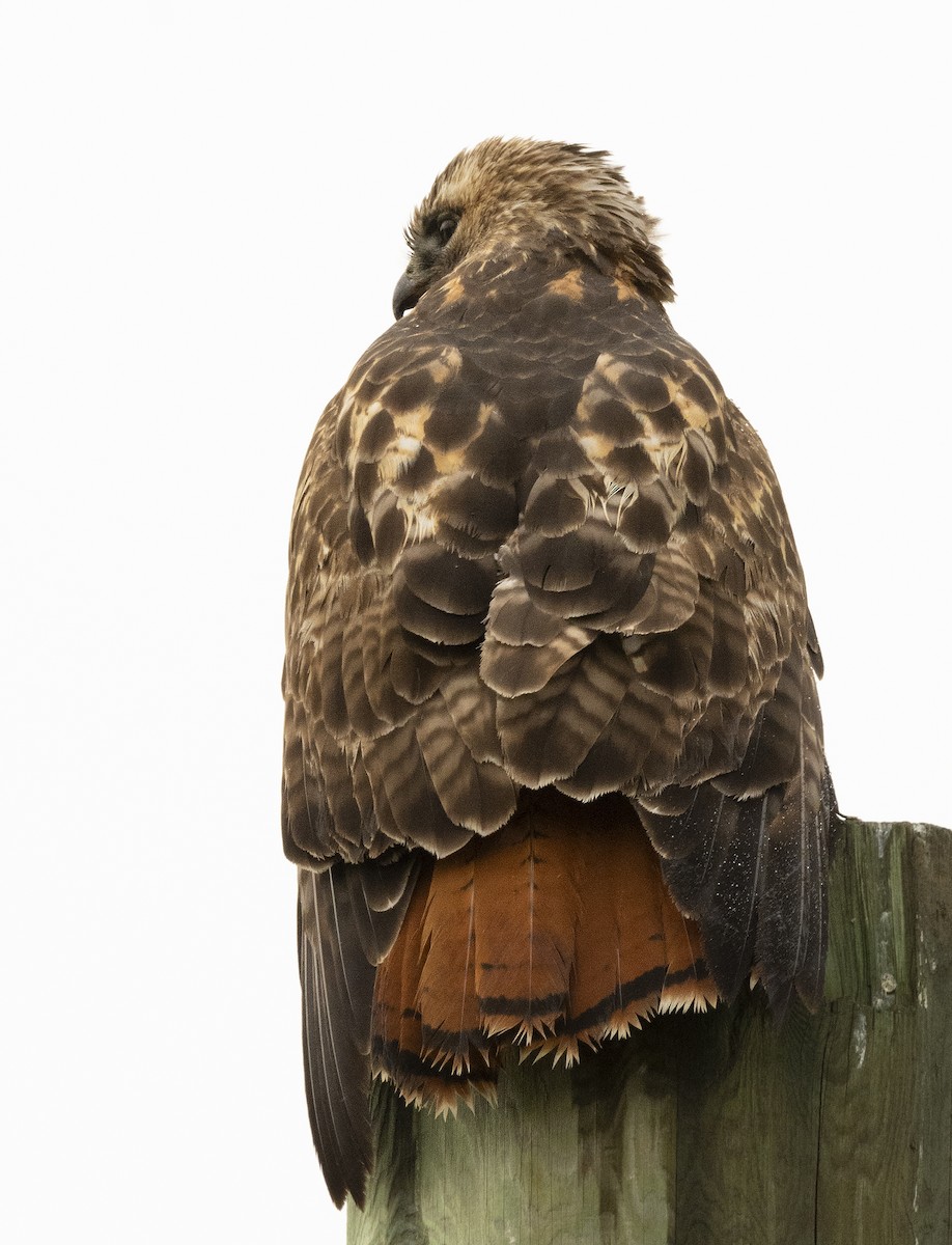 Red-tailed Hawk - ML95063241