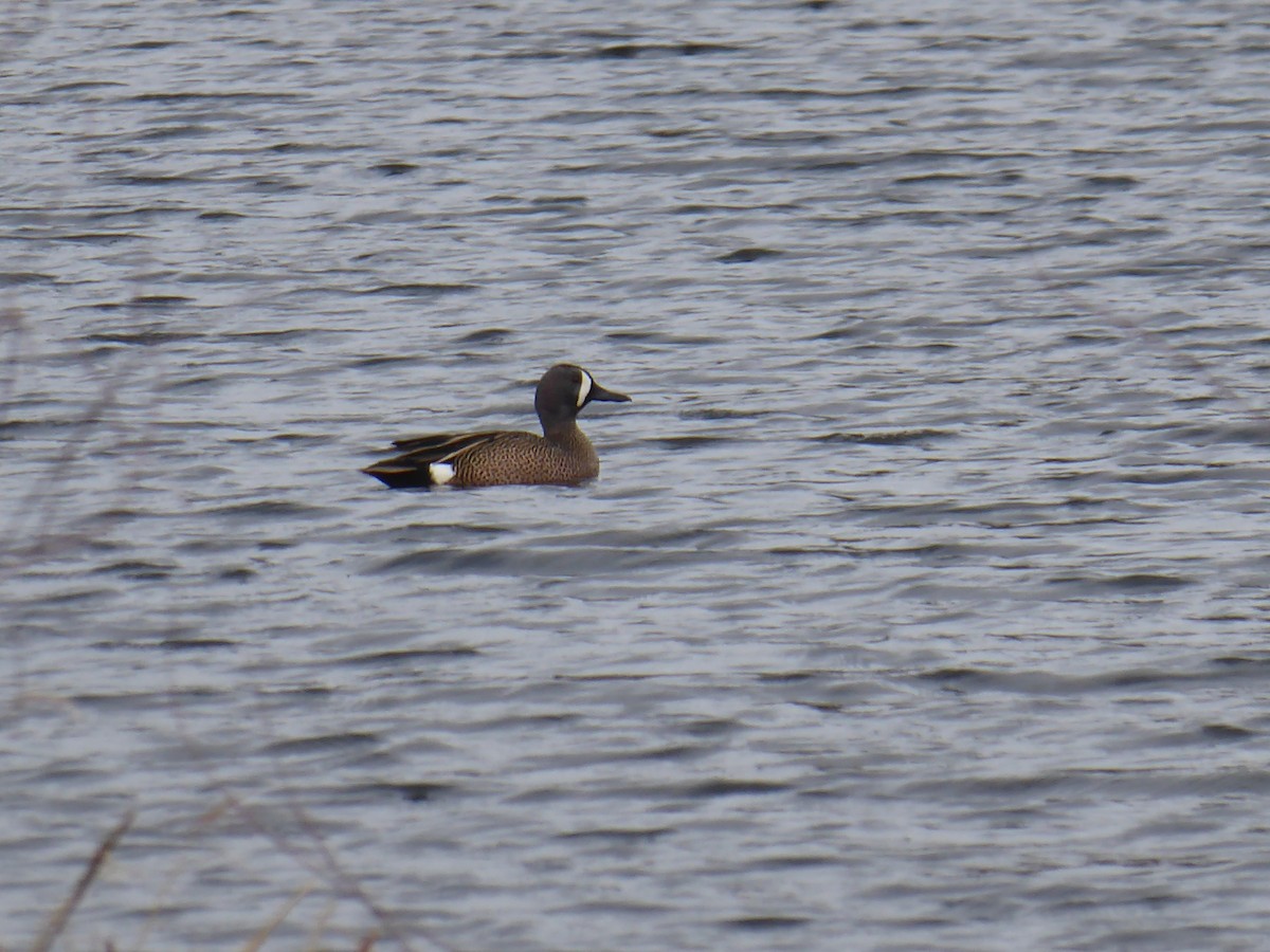 Blue-winged Teal - ML95066121