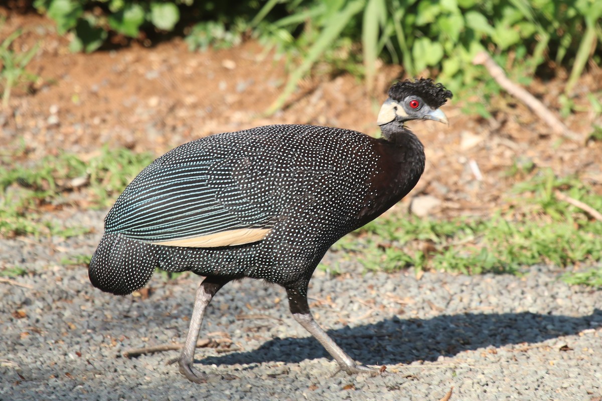 Southern Crested Guineafowl - ML95067751