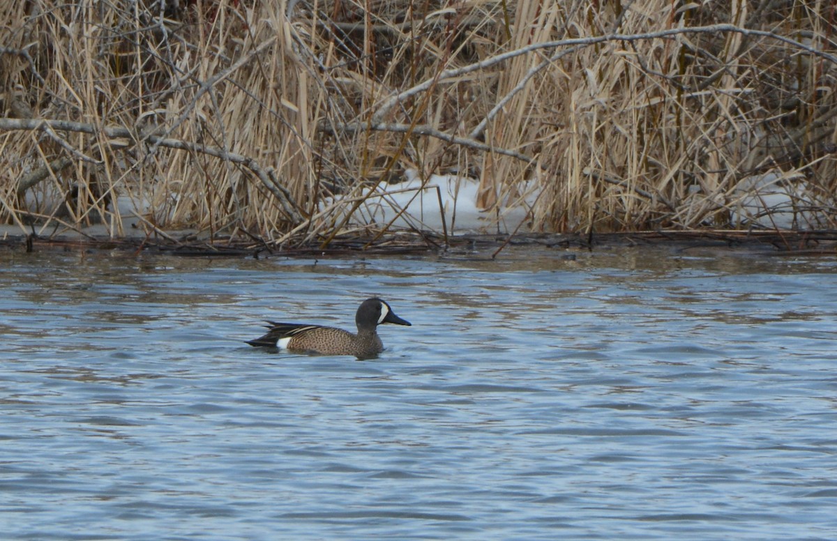 Blue-winged Teal - ML95070251