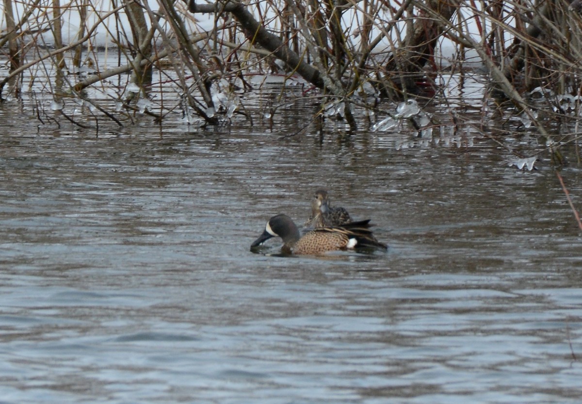 Blue-winged Teal - ML95070301