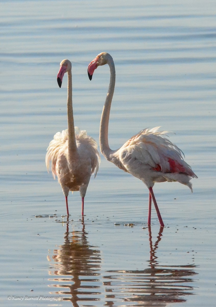 Greater Flamingo - ML95071561