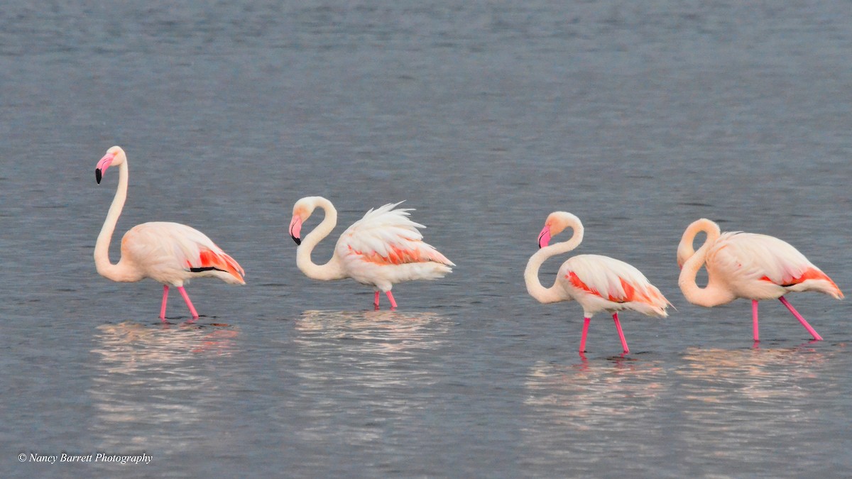Greater Flamingo - ML95071611