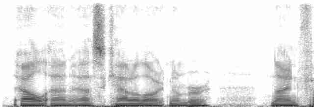 kvesal chocholatý (ssp. mocinno) - ML95076