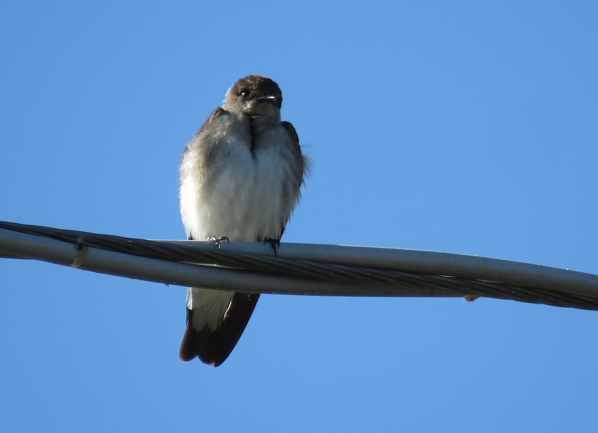Northern Rough-winged Swallow - Kathryn McGiffen