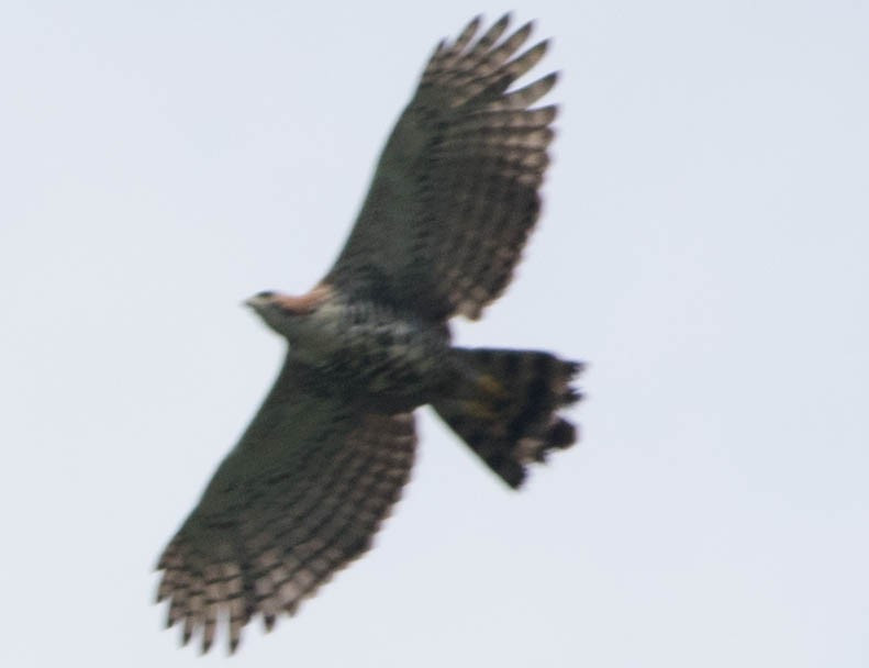 Ornate Hawk-Eagle - ML95082611
