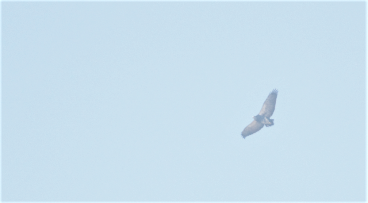 Black-chested Buzzard-Eagle - Vicente Pantoja Maggi