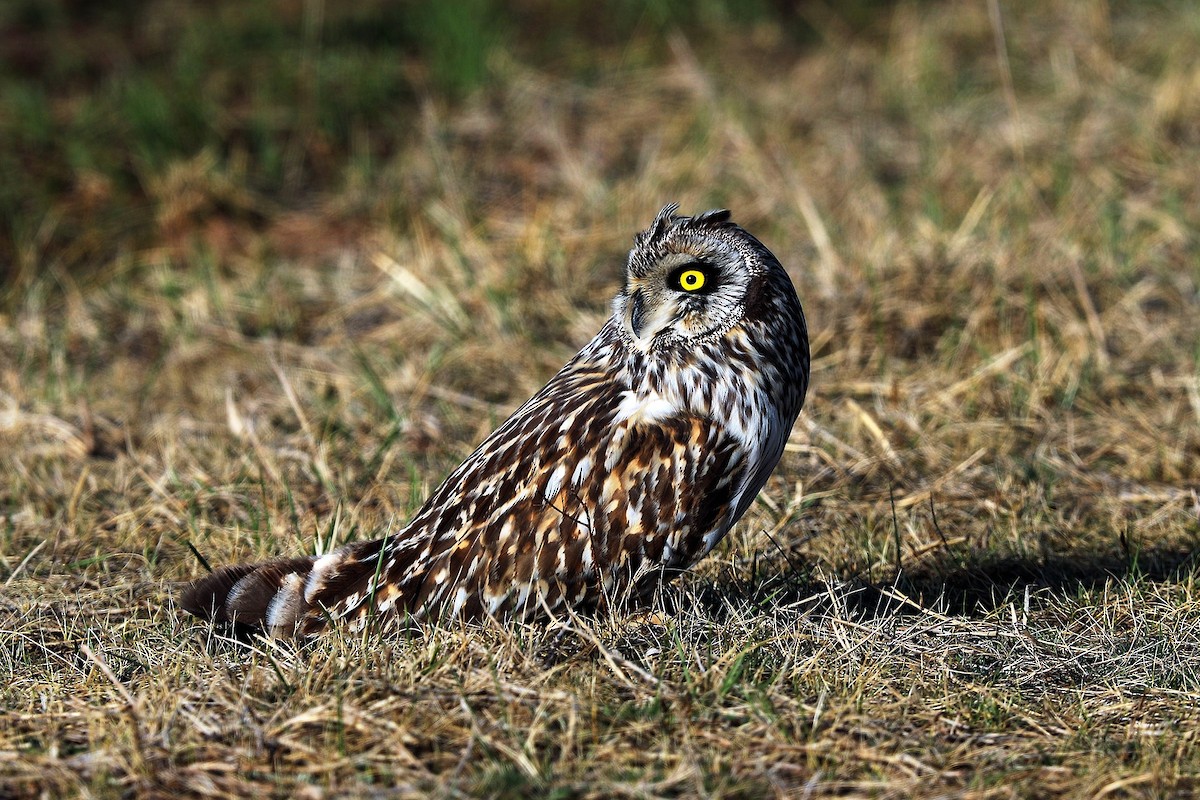 Short-eared Owl - ML95083181