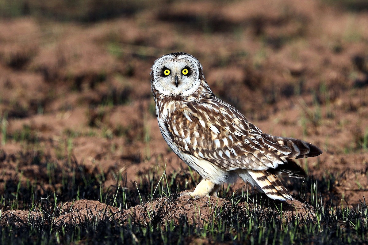 Short-eared Owl - 独行虾 Bird.soong