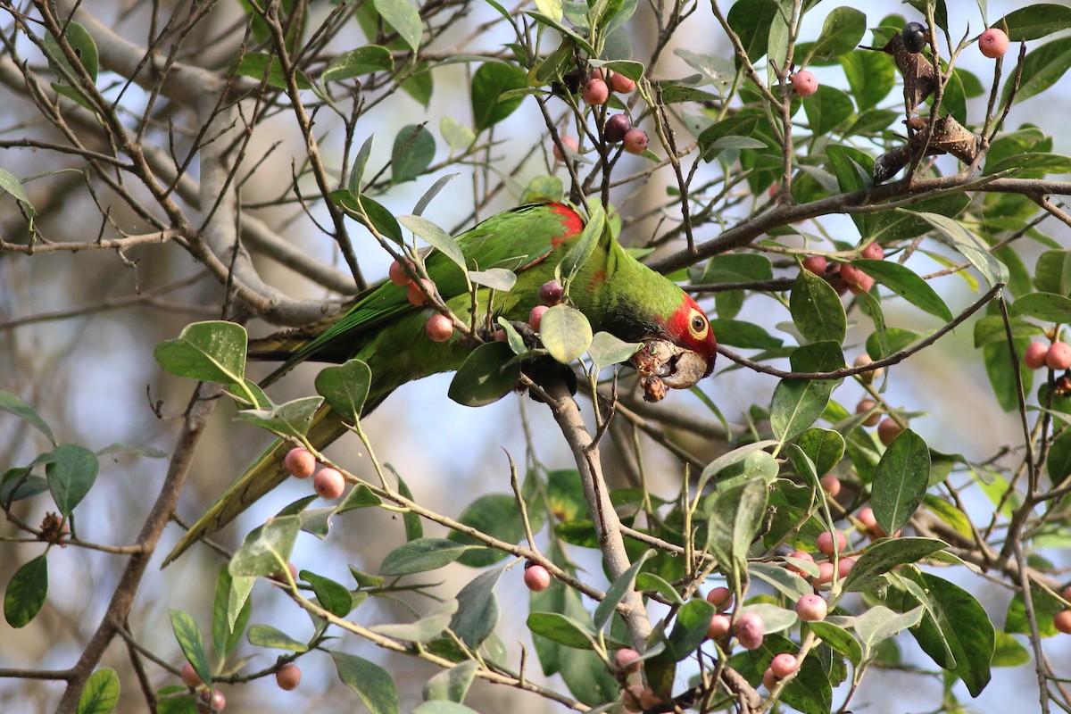 Red-masked Parakeet - Nick  Kontonicolas