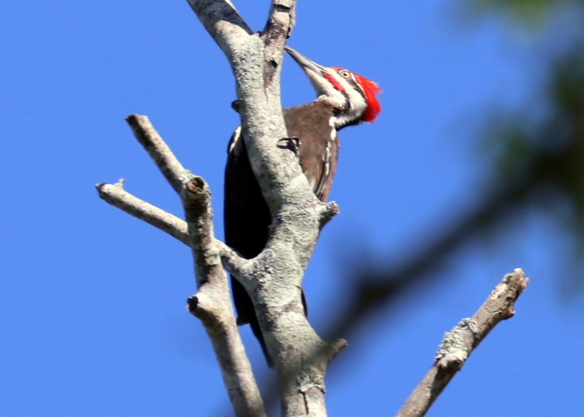 Pileated Woodpecker - Iliana Stokes