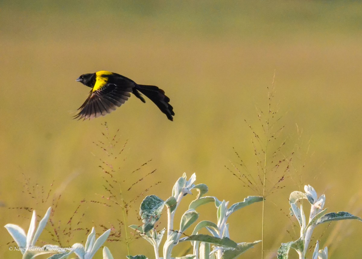 Yellow-mantled Widowbird - Nancy Barrett
