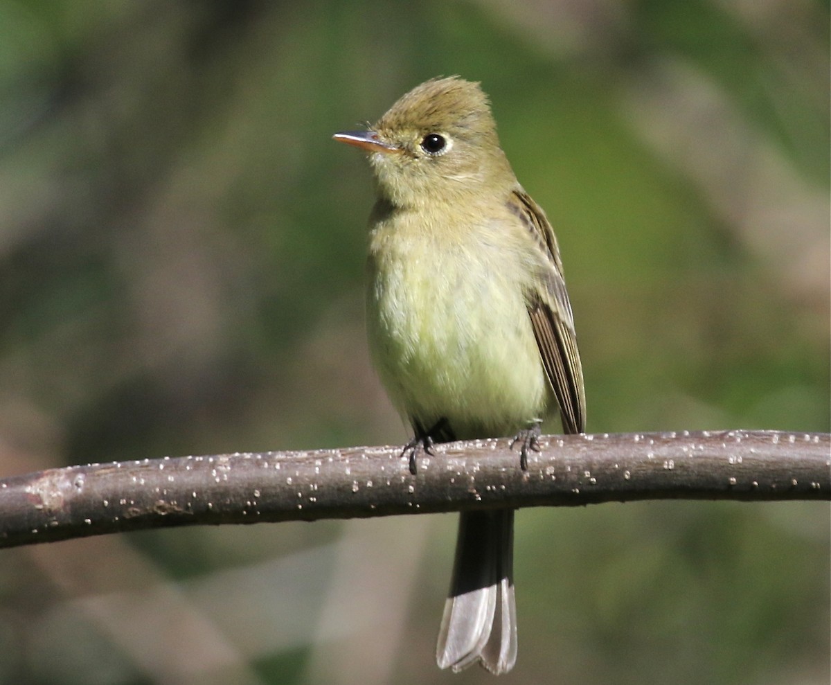 Western Flycatcher (Pacific-slope) - Gil Ewing