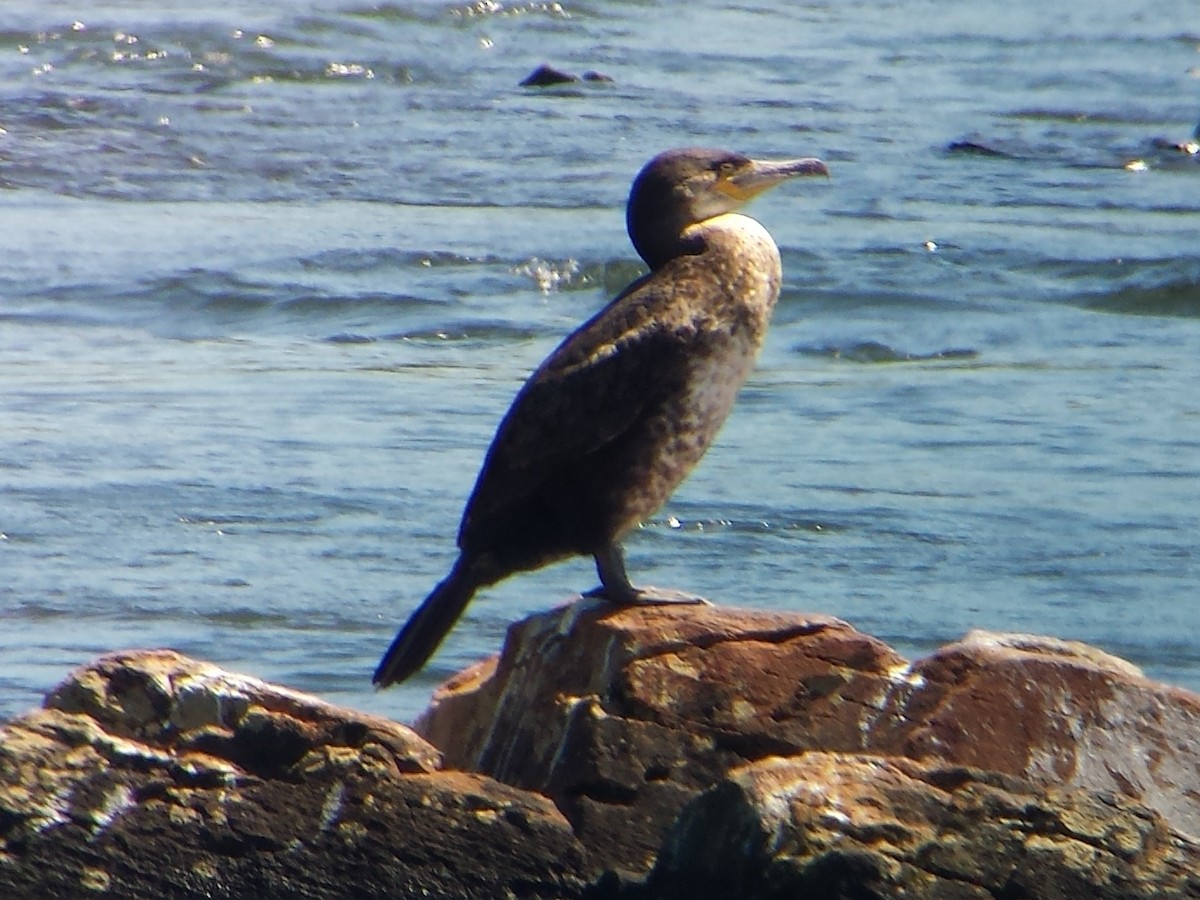 Great Cormorant (North Atlantic) - Steve Calver