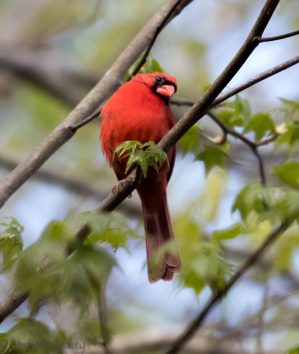 Northern Cardinal - Kimberlie Dewey