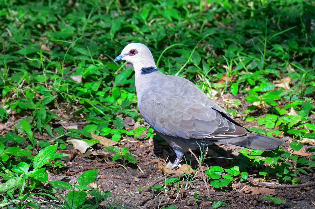 Red-eyed Dove - ML95089401