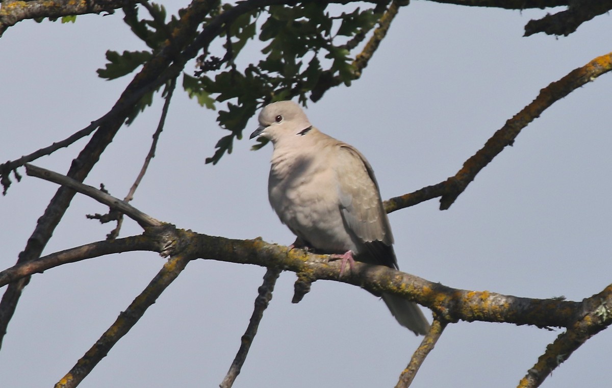 Eurasian Collared-Dove - ML95090001