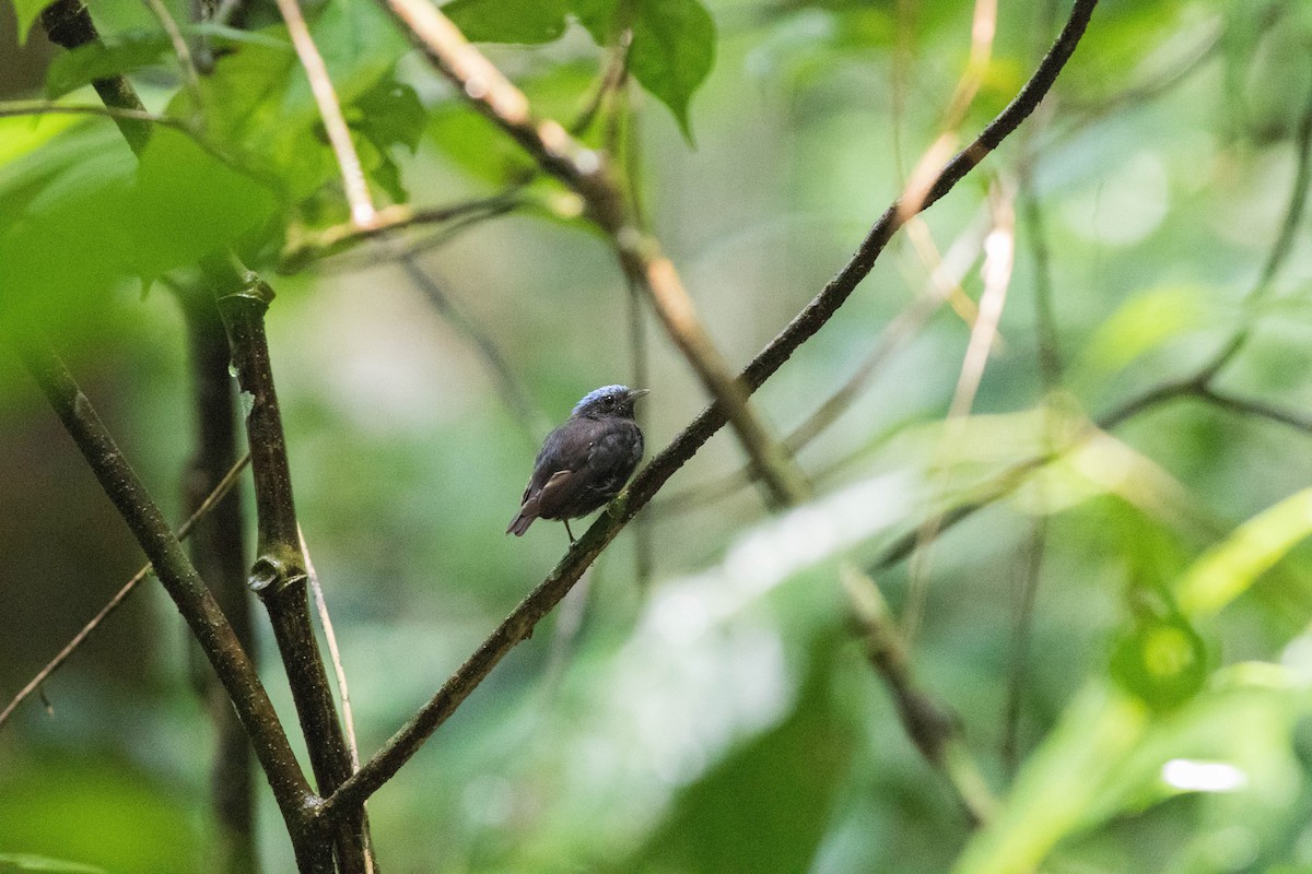 Blue-capped Manakin (Blue-capped) - Jack Rogers