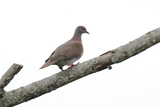 Pale-vented Pigeon, ML95091431