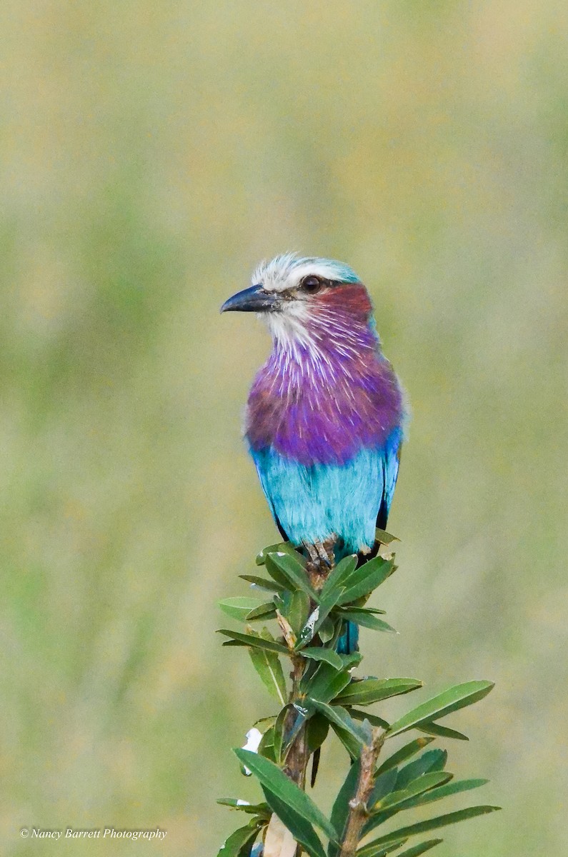 Lilac-breasted Roller - ML95091451