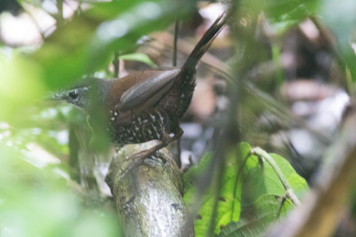 Rusty-belted Tapaculo - Jack Rogers