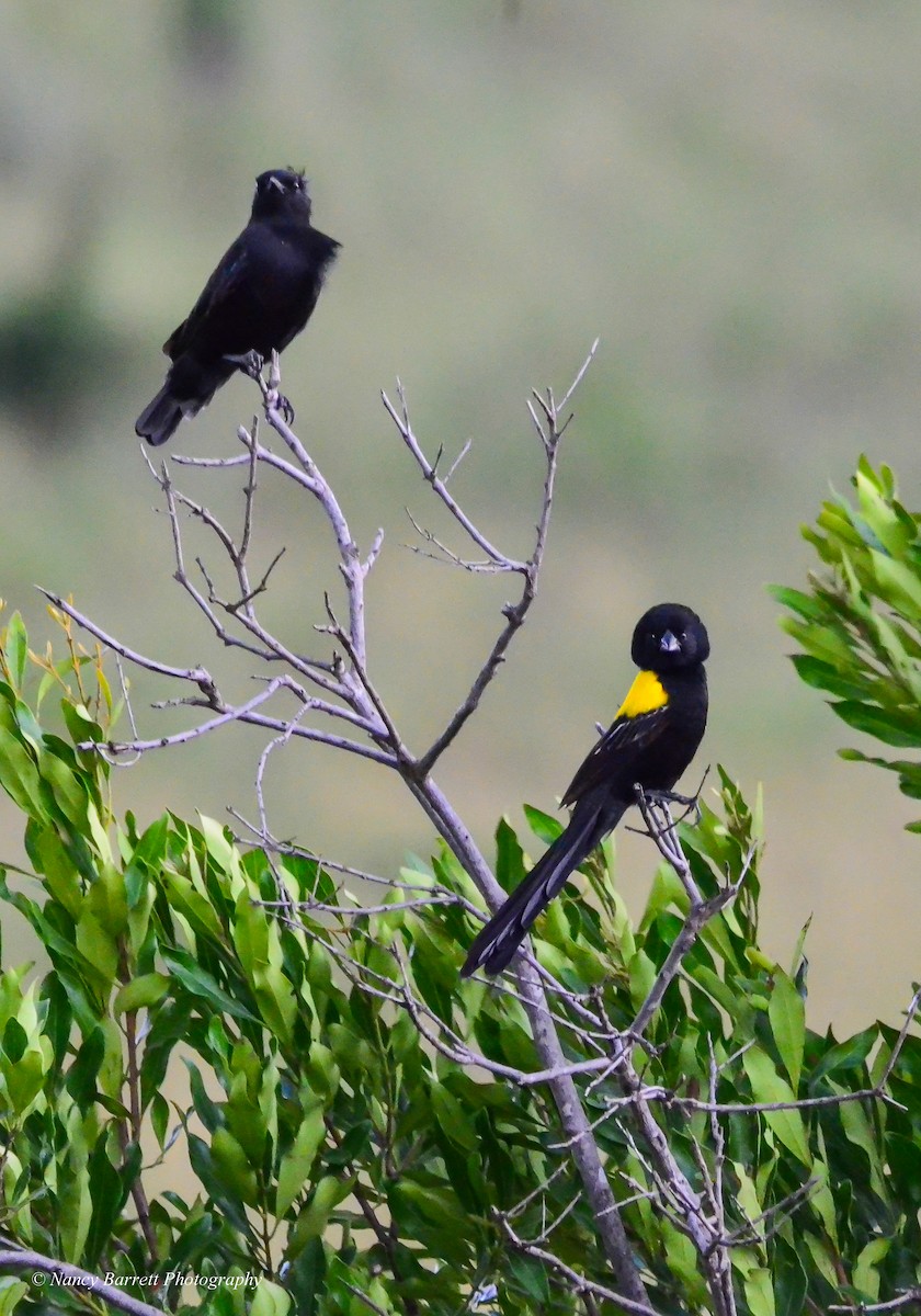Yellow-mantled Widowbird - Nancy Barrett