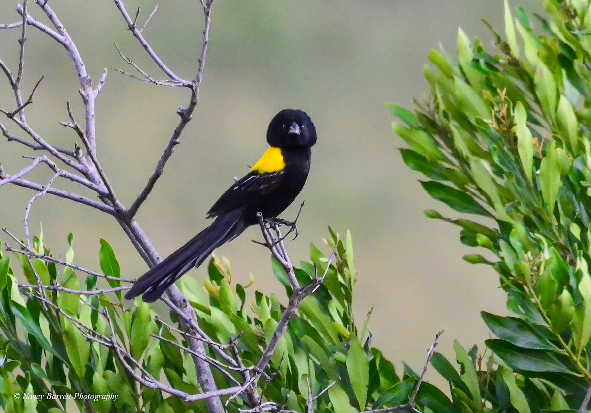 Yellow-mantled Widowbird - ML95092051