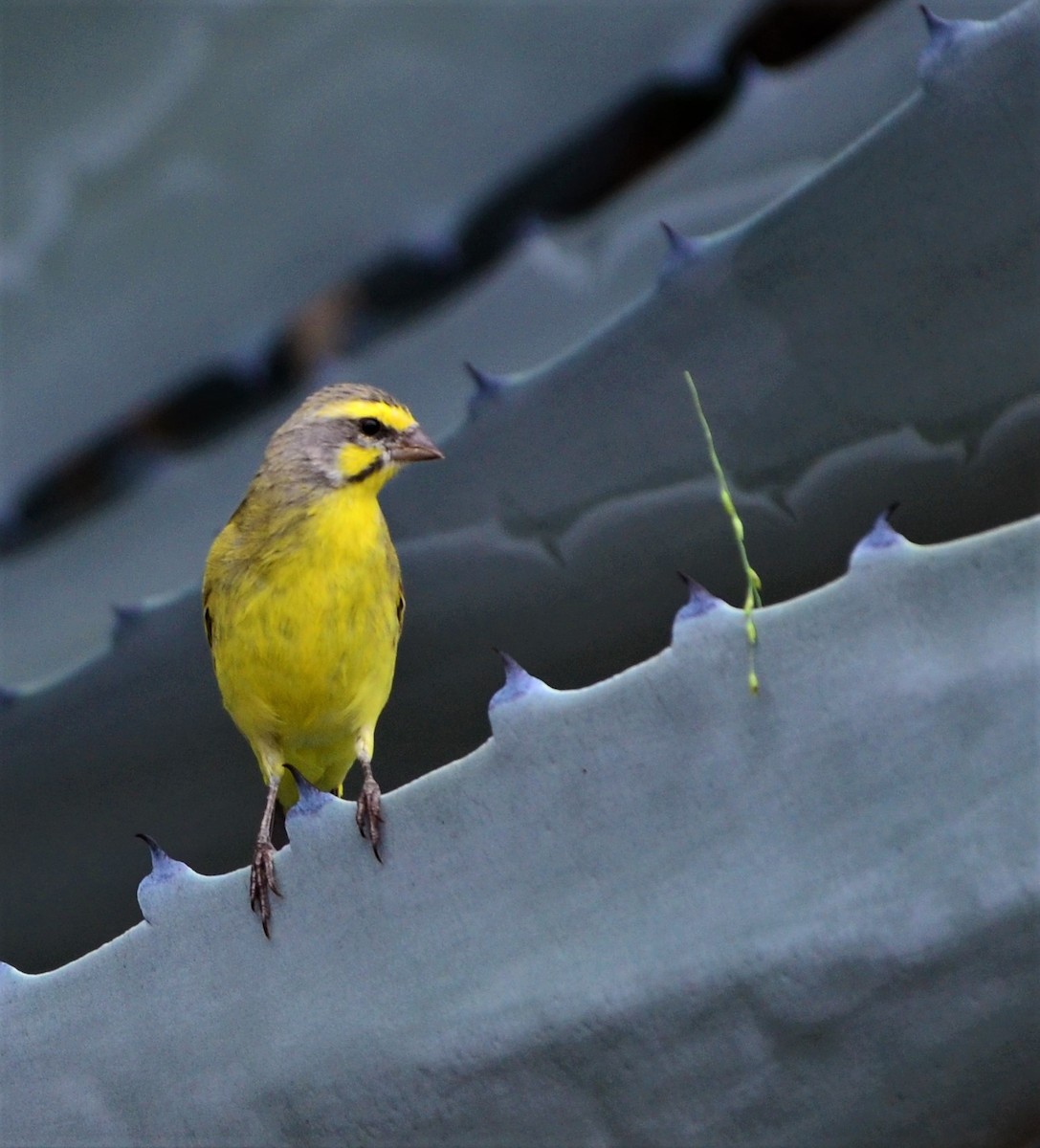 Yellow-fronted Canary - Bill Brynteson