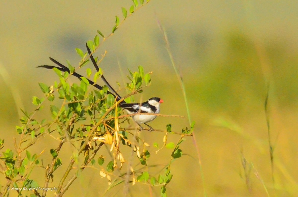 Pin-tailed Whydah - ML95093121