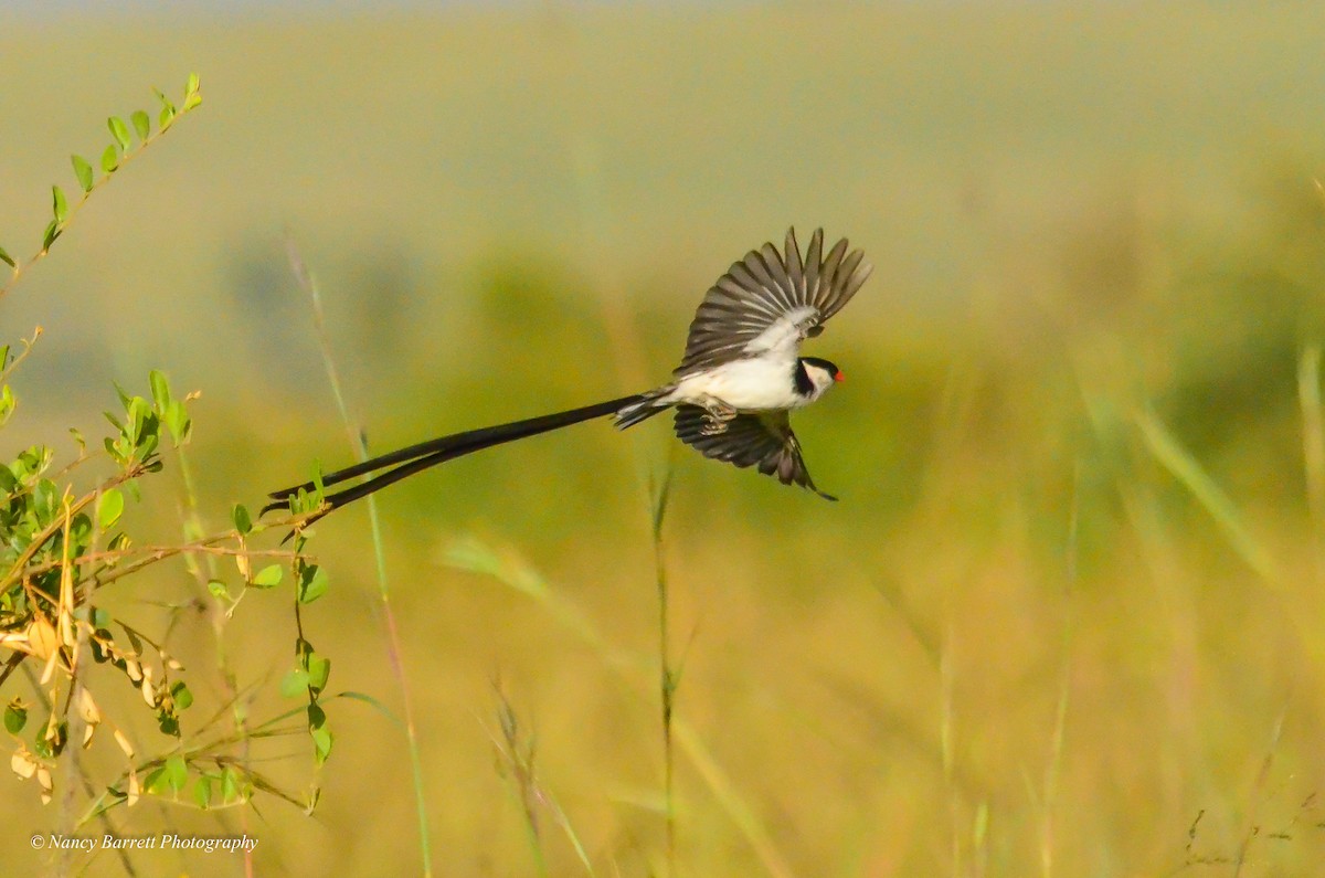 Pin-tailed Whydah - ML95093181