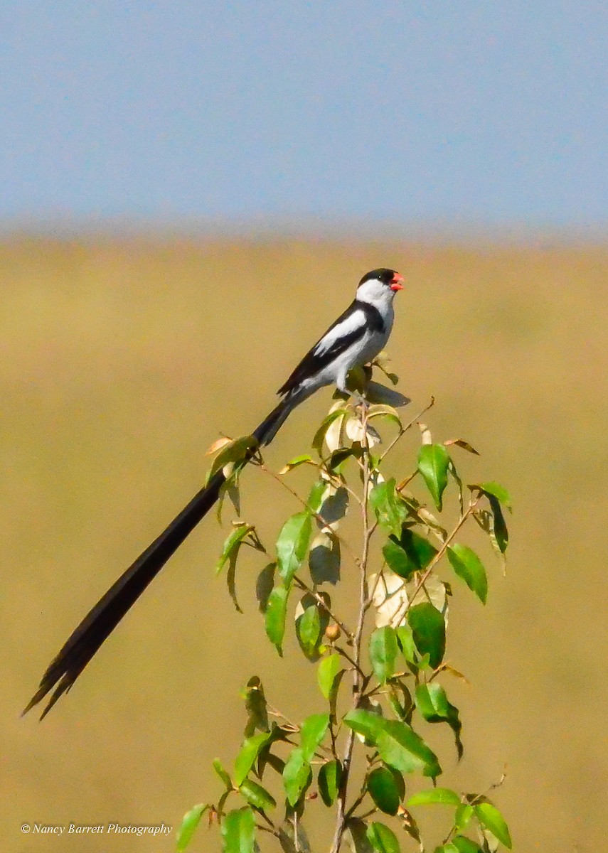Pin-tailed Whydah - ML95094081