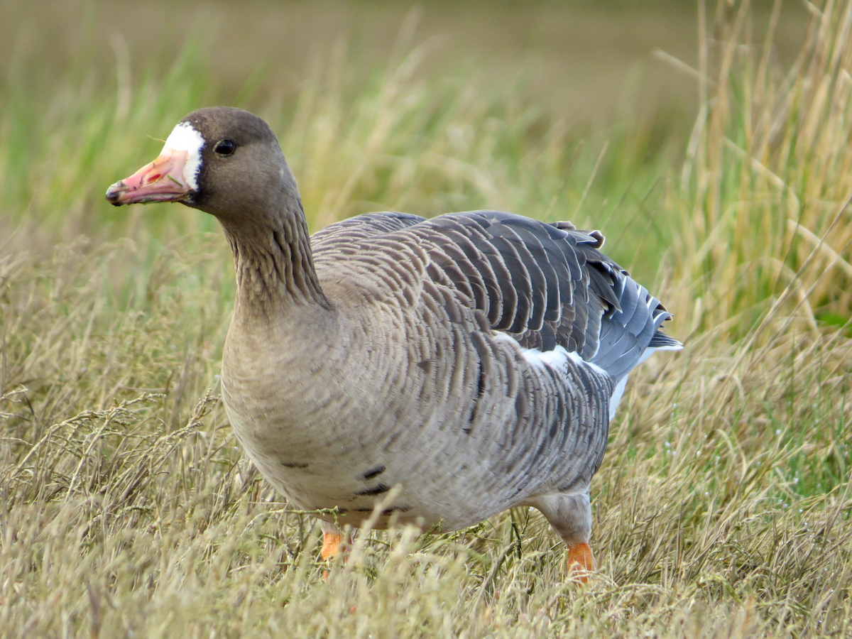 Greater White-fronted Goose - ML95095651