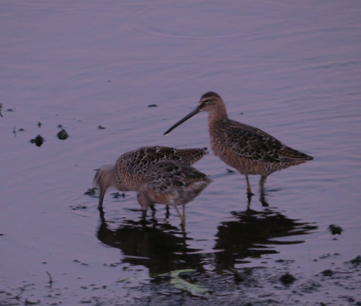 Long-billed Dowitcher - ML95096171