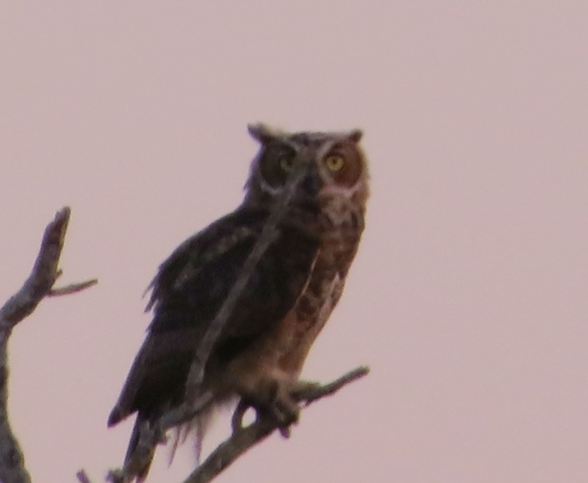 Great Horned Owl - ML95096261