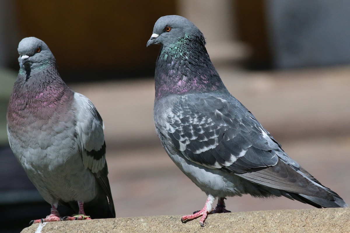 Rock Pigeon (Feral Pigeon) - Nick  Kontonicolas