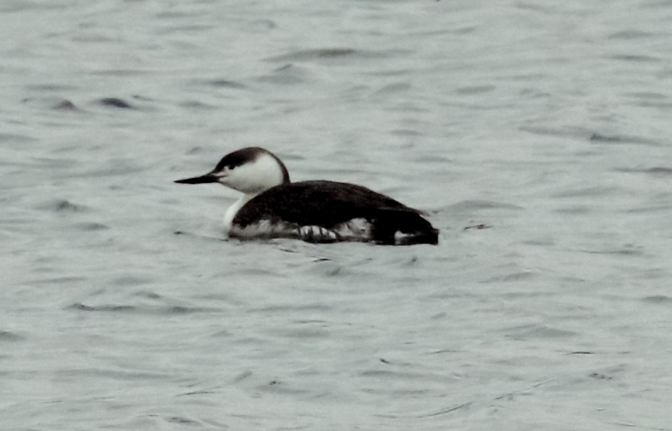 Red-throated Loon - ML95097631