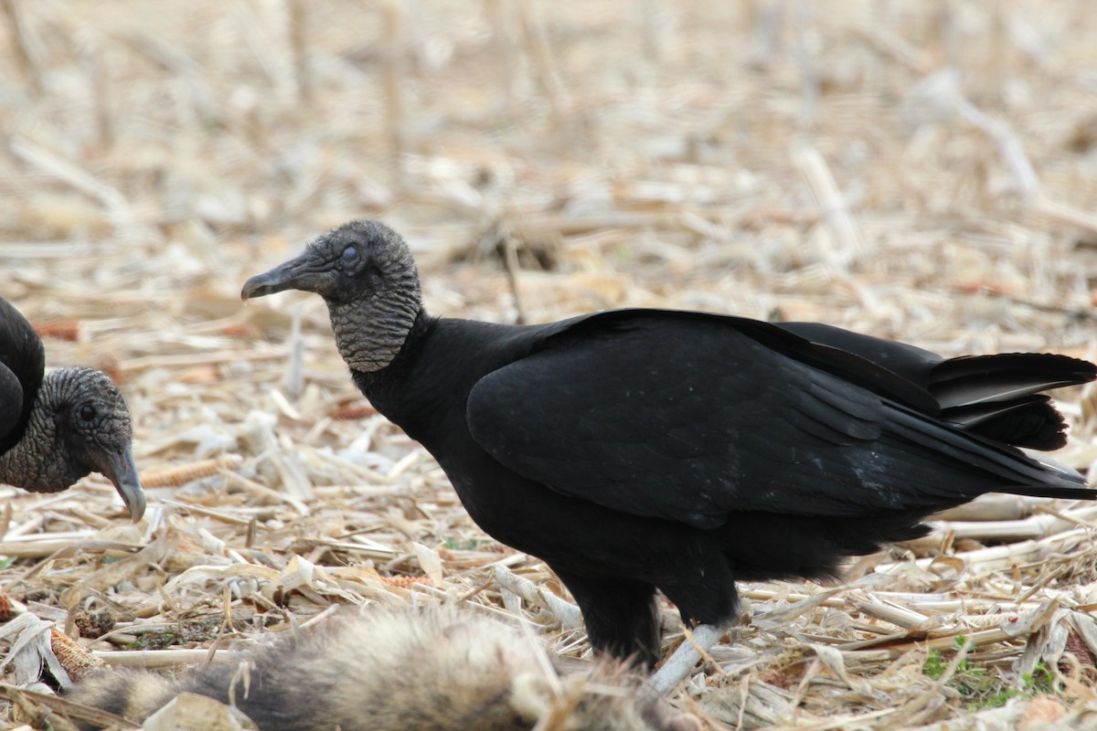 Black Vulture - kevin dougherty