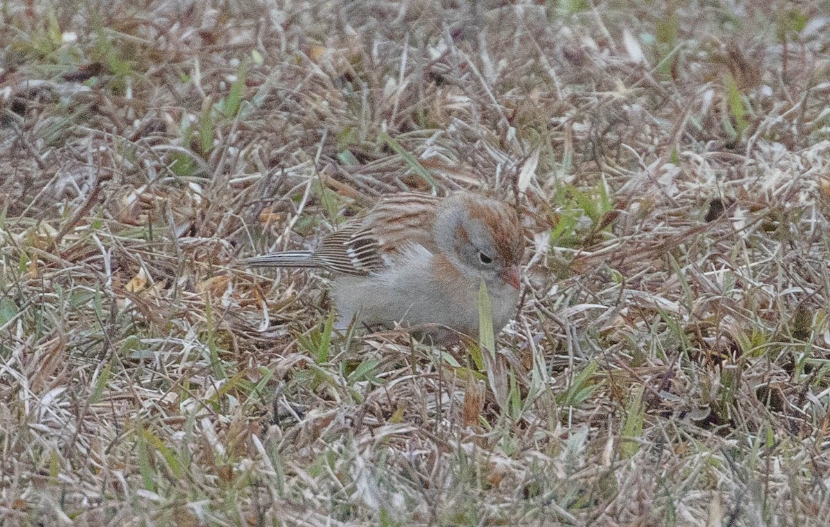Field Sparrow - ML95098501