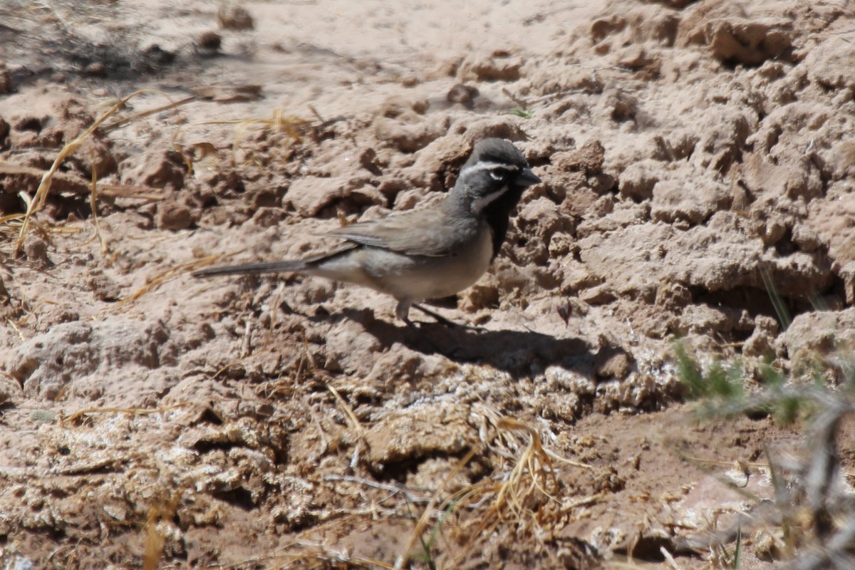 Black-throated Sparrow - Kenny Frisch