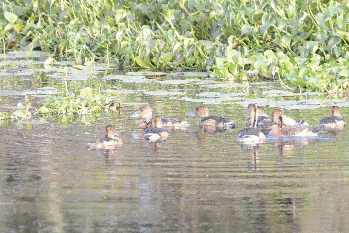 Fulvous Whistling-Duck - ML95104051