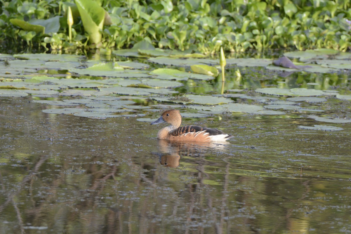 Fulvous Whistling-Duck - ML95104081