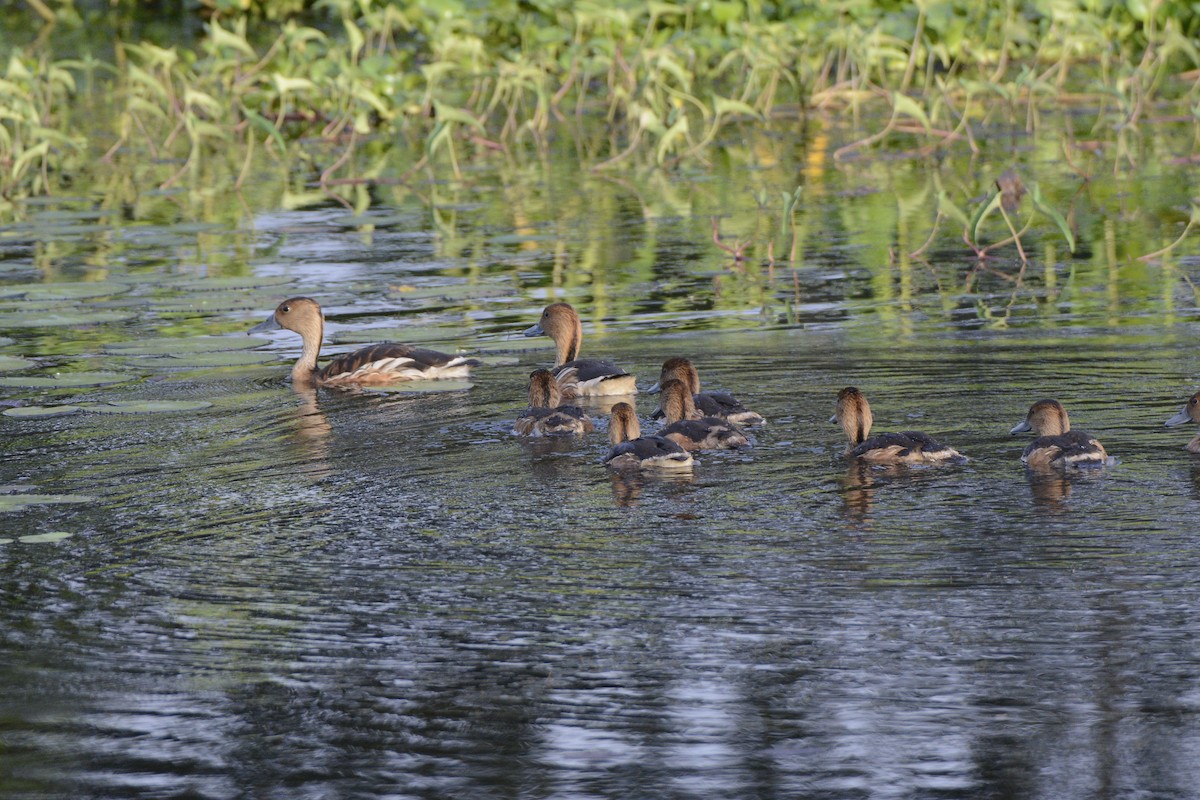 Fulvous Whistling-Duck - ML95104091
