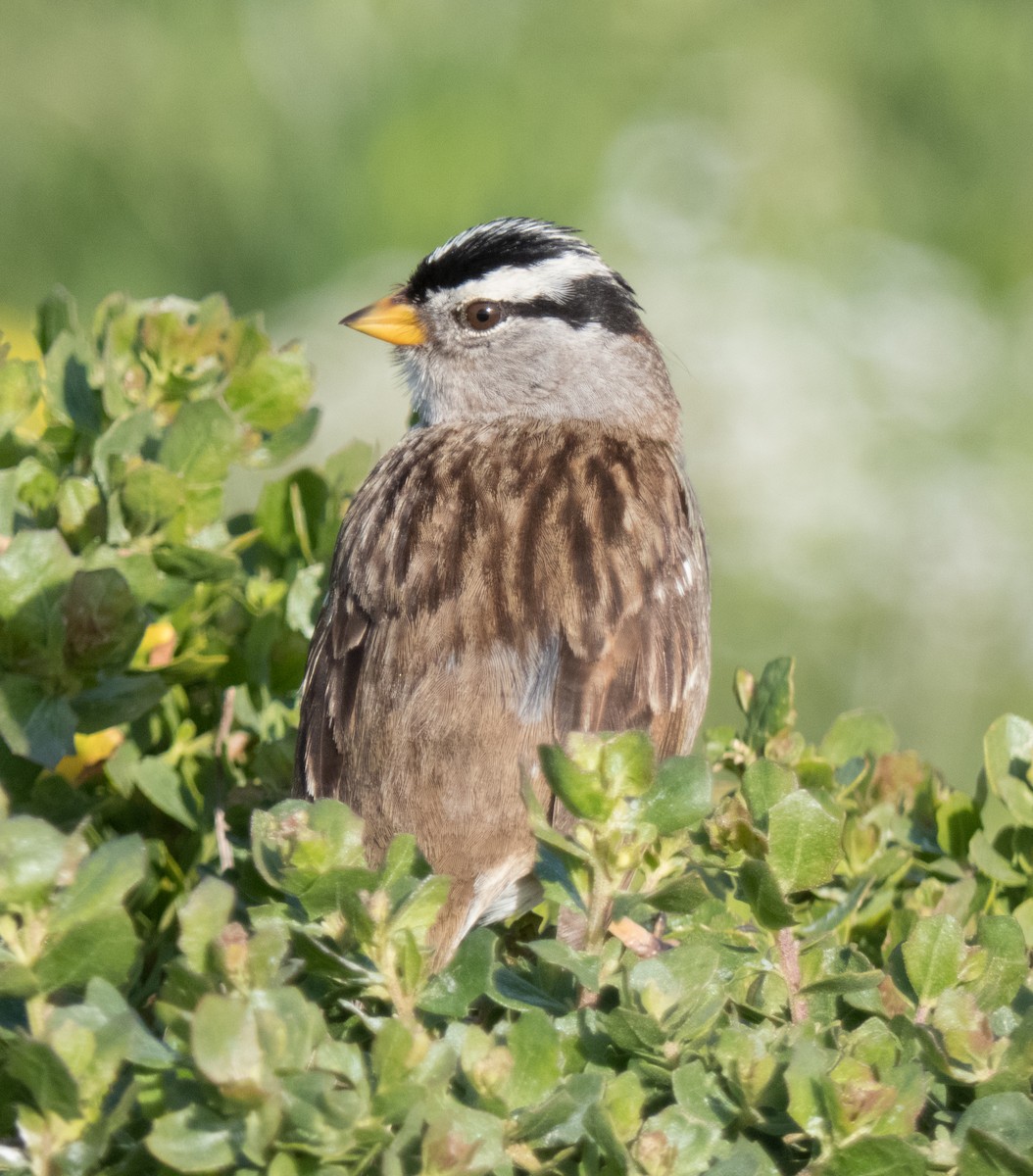 White-crowned Sparrow - Kevin Palmer